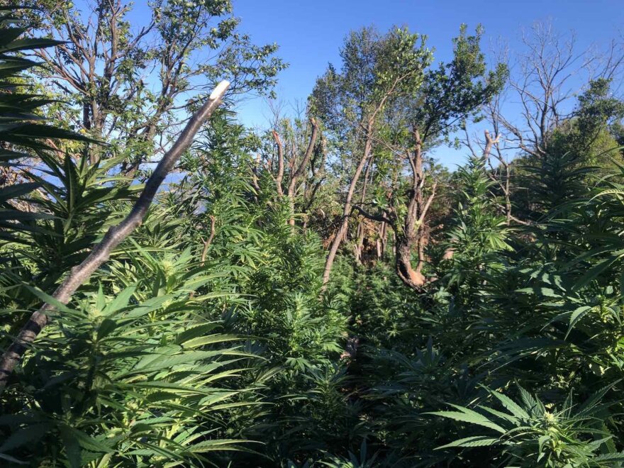 Μεγάλη φυτεία κάνναβης με 2.440 δενδρύλλια εντοπίστηκε στη Ζαγορά Μαγνησίας