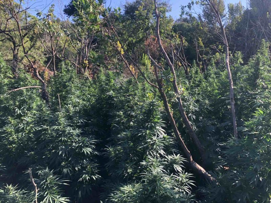 Μεγάλη φυτεία κάνναβης με 2.440 δενδρύλλια εντοπίστηκε στη Ζαγορά Μαγνησίας