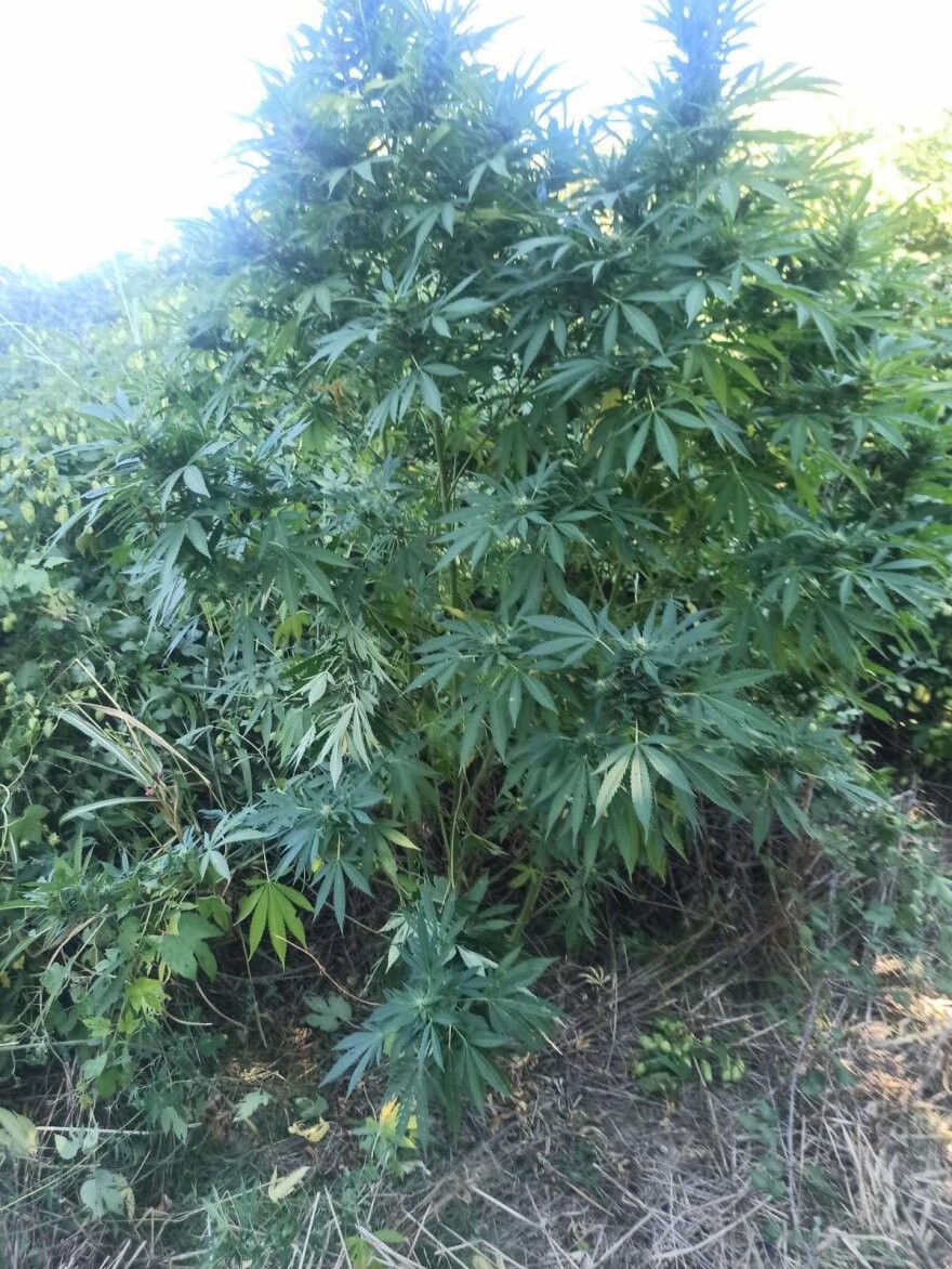 Συλλήψεις για μίνι χασισοφυτείες σε Σέρρες και Πιερία