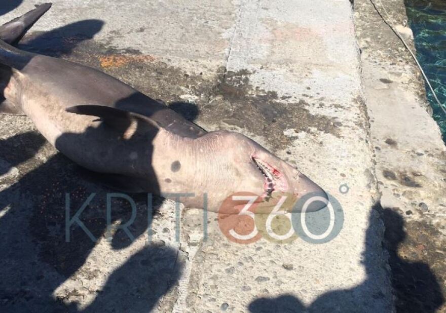 Χανιά: Ψάρεψαν καρχαρία άνω των δύο μέτρων - Δείτε φωτογραφίες