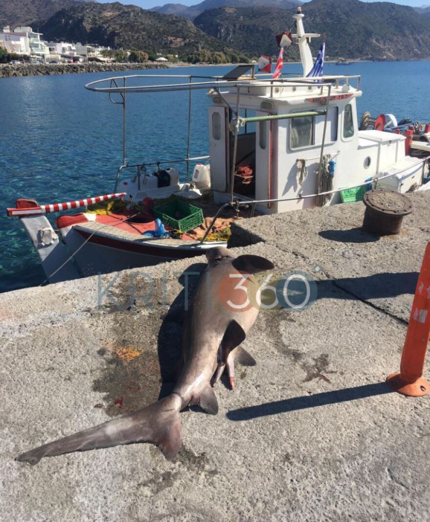 Χανιά: Ψάρεψαν καρχαρία άνω των δύο μέτρων - Δείτε φωτογραφίες
