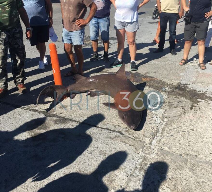 Χανιά: Ψάρεψαν καρχαρία άνω των δύο μέτρων - Δείτε φωτογραφίες