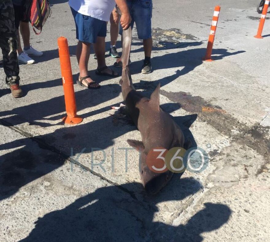 Χανιά: Ψάρεψαν καρχαρία άνω των δύο μέτρων - Δείτε φωτογραφίες