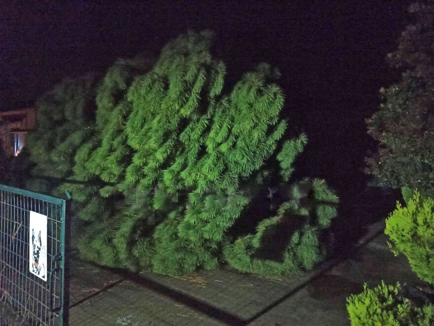 Σέρρες - Τραγικός θάνατος 69χρονου: «Ούρλιαζα στη γειτονιά για βοήθεια - Κλαδιά ήταν πάνω στην καρδιά του»