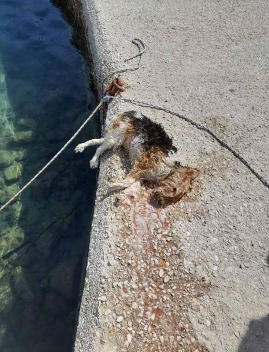 Κίμωλος: Ανεξήγητος πνιγμός σκύλου - Έκανε βόλτα με τον ιδιοκτήτη του