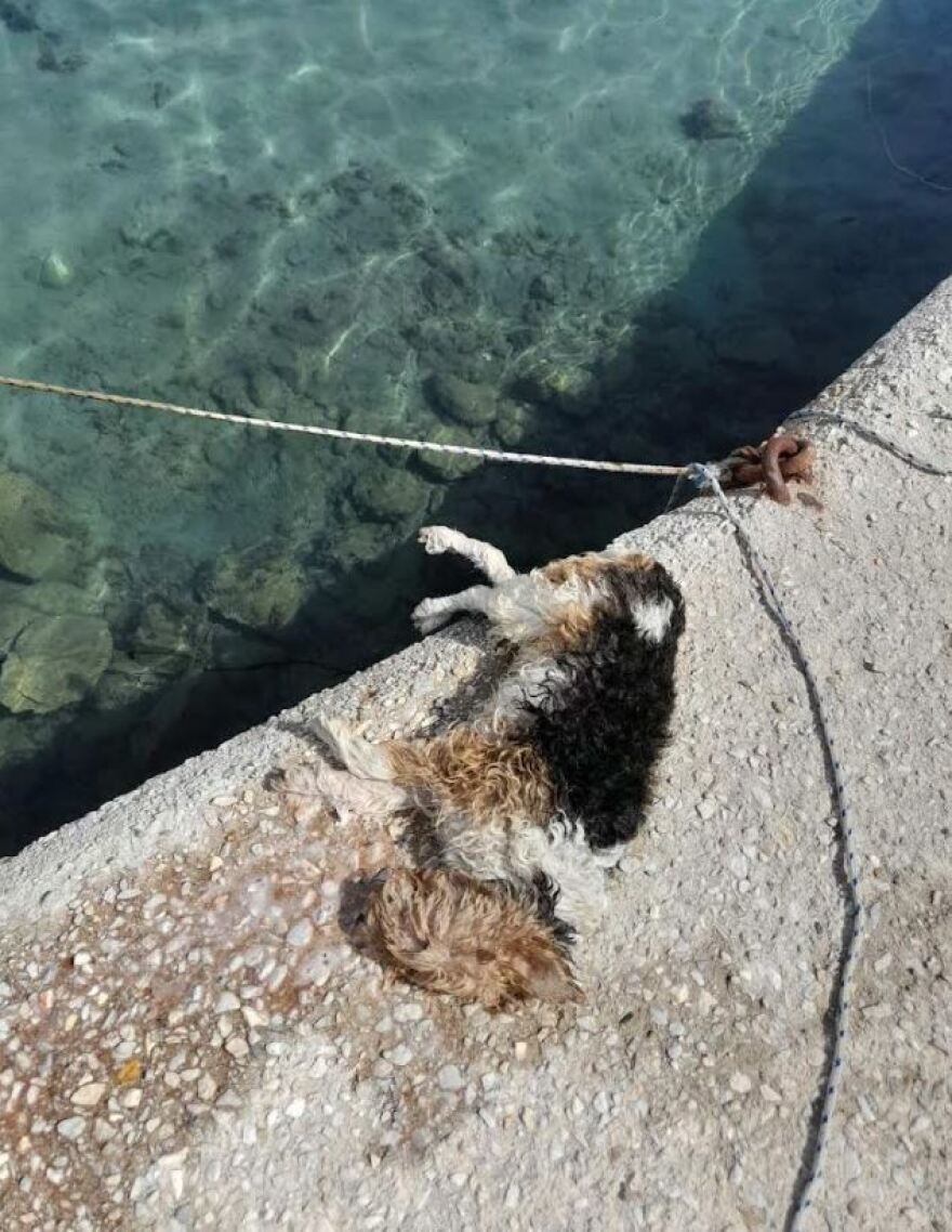 Κίμωλος: Ανεξήγητος πνιγμός σκύλου - Έκανε βόλτα με τον ιδιοκτήτη του