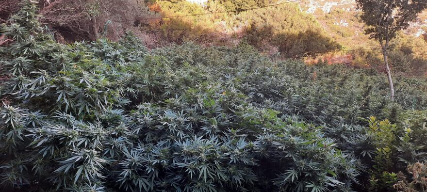 Κρήτη: Χασισοφυτεία-μαμούθ σε μονή στο Ηράκλειο - Είχαν κρεμάσει ακόμη και κομποσκοίνια!