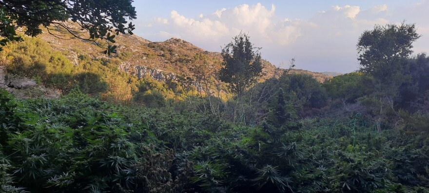 Κρήτη: Χασισοφυτεία-μαμούθ σε μονή στο Ηράκλειο - Είχαν κρεμάσει ακόμη και κομποσκοίνια!