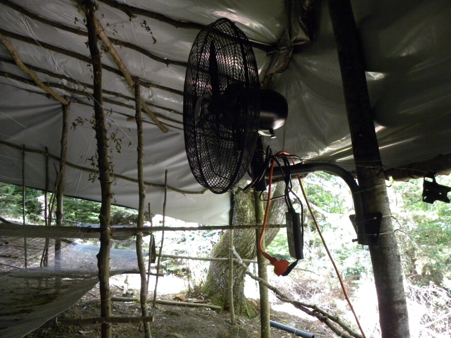 Όλυμπος: Με ελικόπτερο ξήλωσαν 5 χασισοφυτείες 40 στρεμμάτων - Έως 40 εκατ. ευρώ τα κέρδη που περίμεναν