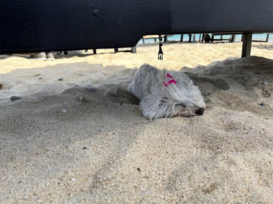 Η περιπετειώδης αποτέφρωση της σκυλίτσας Bibi - Ελπίδα για την ιδιοκτήτρια, εφιάλτης η γραφειοκρατία