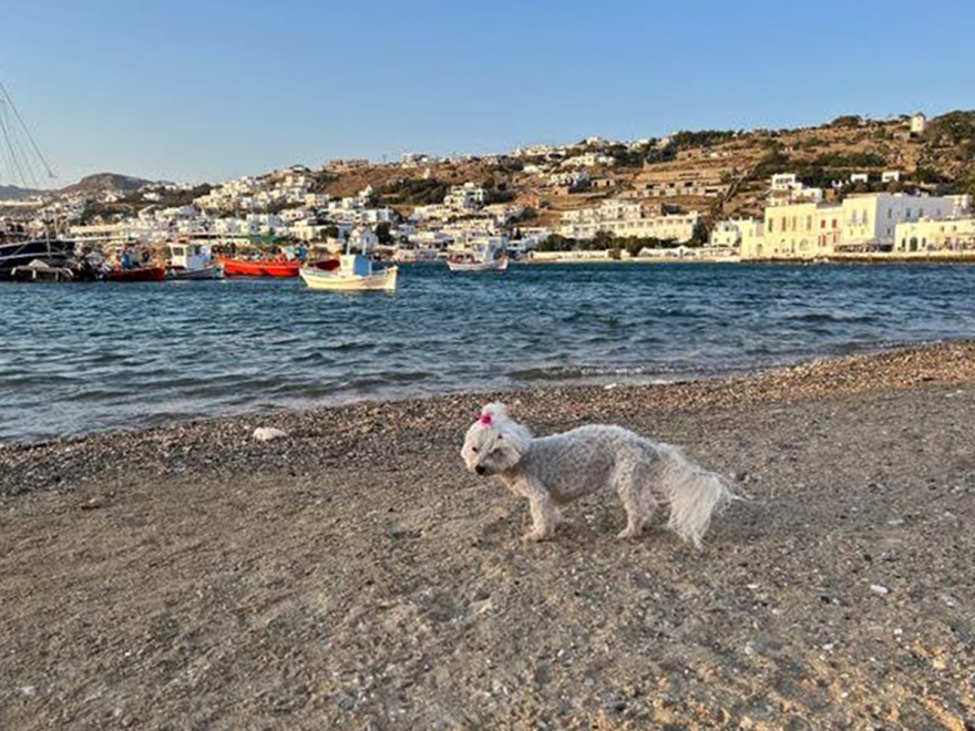 Η περιπετειώδης αποτέφρωση της σκυλίτσας Bibi - Ελπίδα για την ιδιοκτήτρια, εφιάλτης η γραφειοκρατία