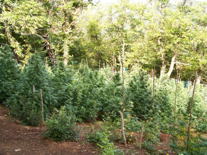 Narcos Olympos: Στο βουνό των θεών το μεγαλύτερο καρτέλ κάνναβης στην Ευρώπη 