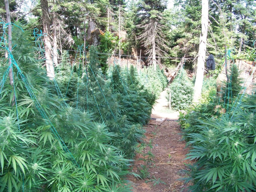 Narcos Olympos: Στο βουνό των θεών το μεγαλύτερο καρτέλ κάνναβης στην Ευρώπη 