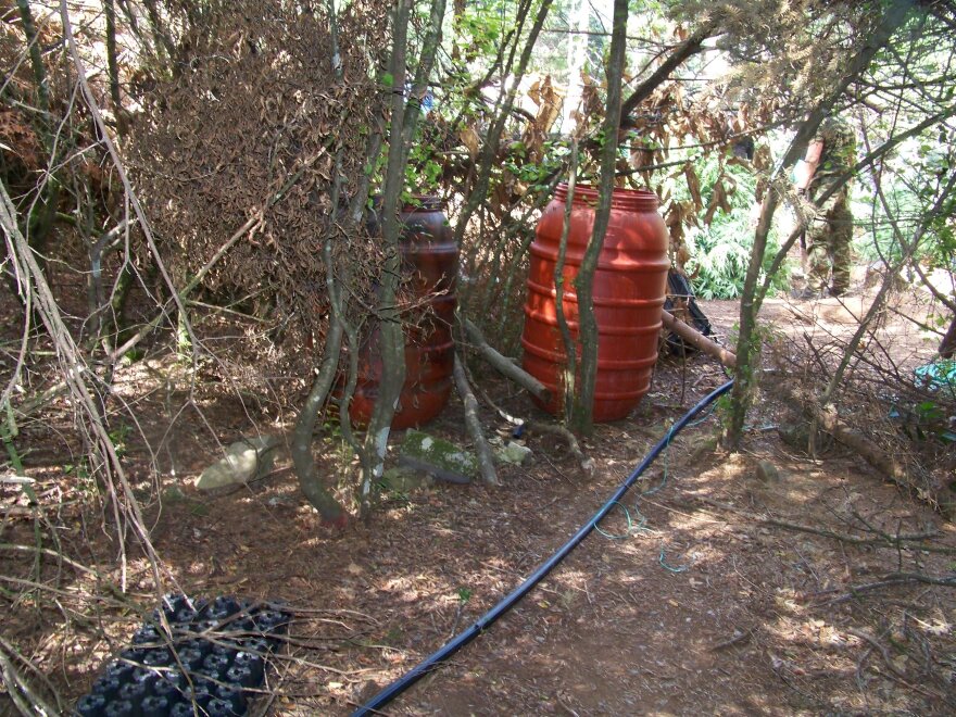 Narcos Olympos: Στο βουνό των θεών το μεγαλύτερο καρτέλ κάνναβης στην Ευρώπη 