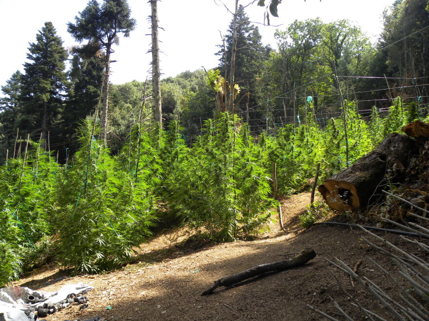 Narcos Olympos: Στο βουνό των θεών το μεγαλύτερο καρτέλ κάνναβης στην Ευρώπη 