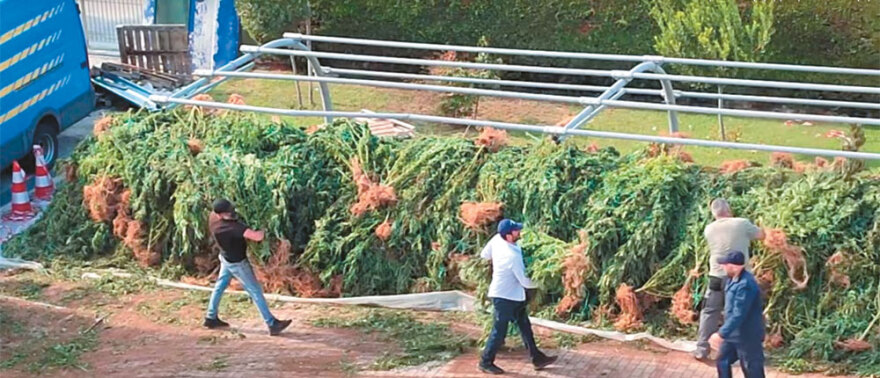 Narcos Olympos: Στο βουνό των θεών το μεγαλύτερο καρτέλ κάνναβης στην Ευρώπη 