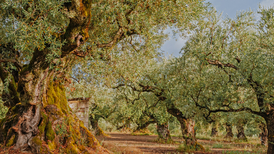 Γιατί ακριβαίνει το ελαιόλαδο; - Είναι στο υψηλότερο επίπεδο όλων των εποχών 