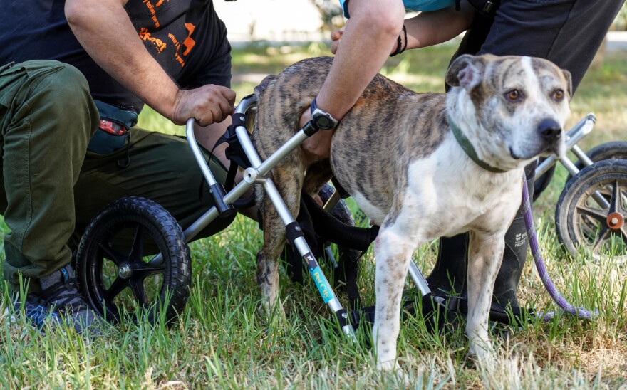 Έτσι μπορούμε να μοιραστούμε την αγάπη μας για τα ζώα