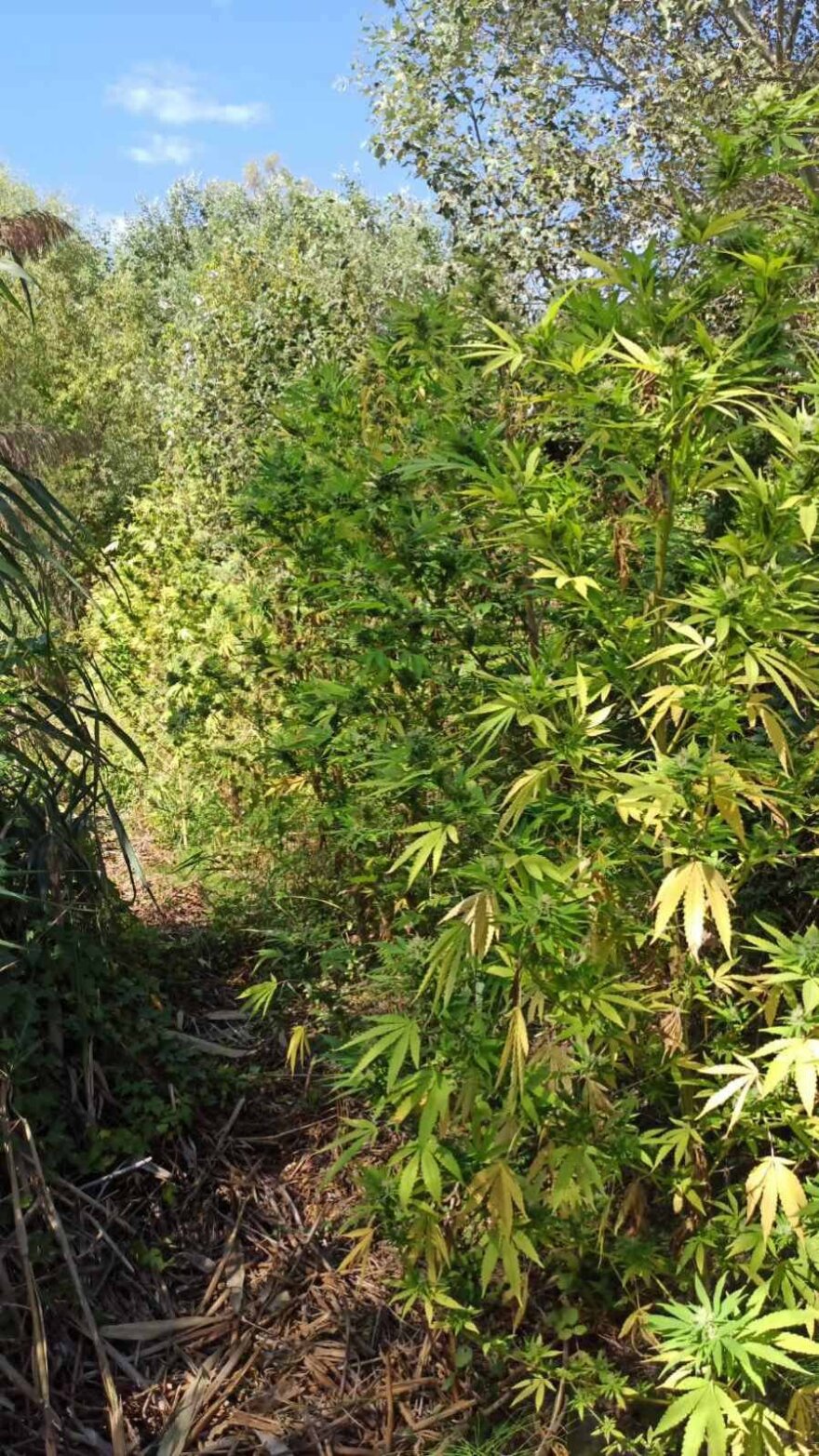 Καβάλα: Αστυνομικοί έπιασαν επ’ αυτοφώρω καλλιεργητές - Είχαν φυτεία με 187 δενδρύλλια κάνναβης