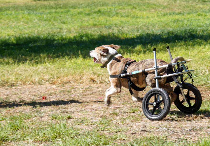 Έτσι μπορούμε να μοιραστούμε την αγάπη μας για τα ζώα