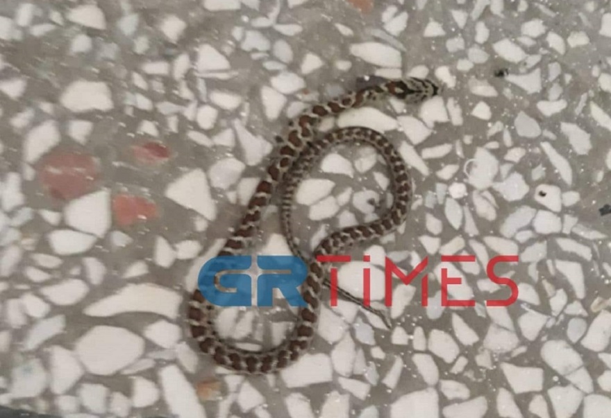 Θεσσαλονίκη: Ακίνδυνα αποδείχθηκαν τα φίδια που «έζωσαν» νηπιαγωγείο - Δείτε φωτογραφίες