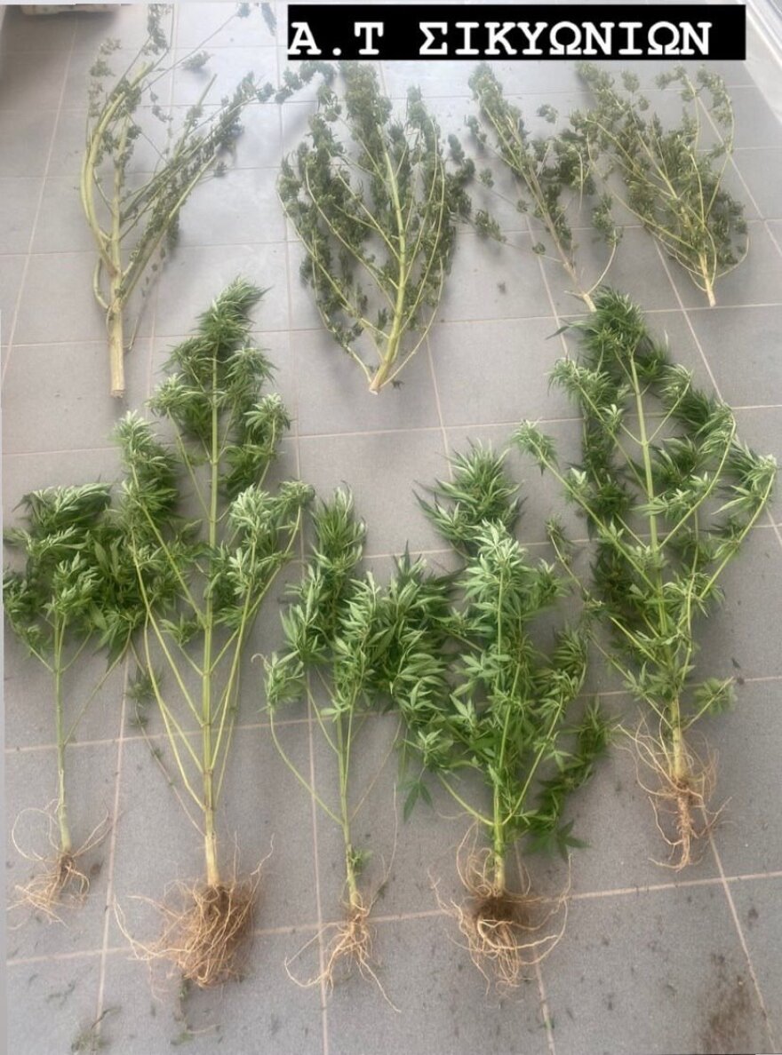 Κορινθία: Πατέρας και γιος βρέθηκαν με 24 κιλά κάνναβης - Έκαναν και λαθρανασκαφές