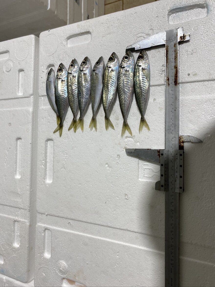 Θεσσαλονίκη: Κατασχέθηκαν 621 κιλά ψαριών στην ιχθυόσκαλα της Νέας Μηχανιώνας