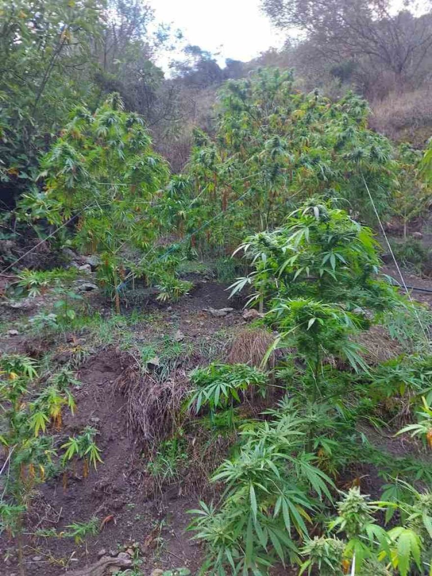 Συνελήφθησαν 11 άτομα στην Κρήτη για καλλιέργεια δενδρυλλίων κάνναβης και διακίνησης ναρκωτικών