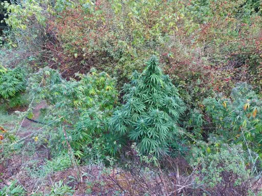 Συνελήφθησαν 11 άτομα στην Κρήτη για καλλιέργεια δενδρυλλίων κάνναβης και διακίνησης ναρκωτικών