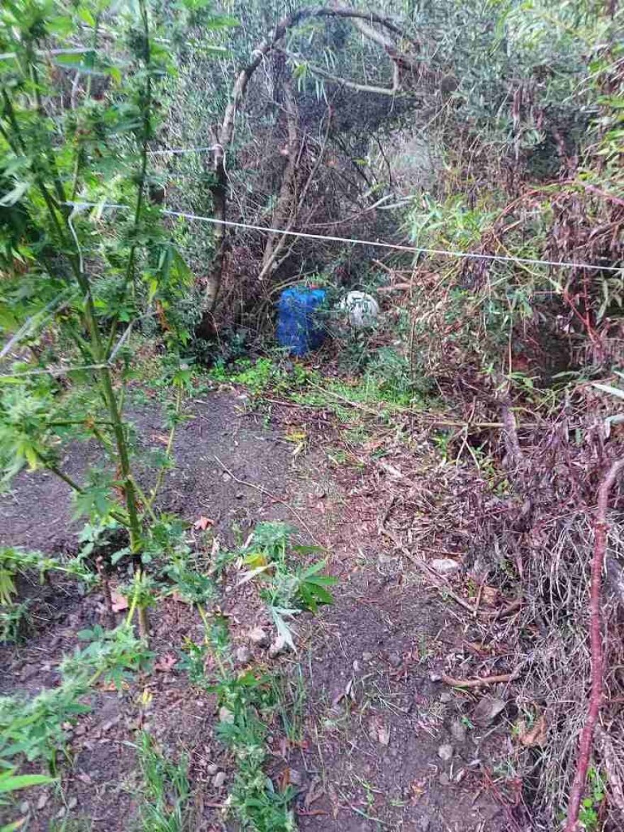 Συνελήφθησαν 11 άτομα στην Κρήτη για καλλιέργεια δενδρυλλίων κάνναβης και διακίνησης ναρκωτικών