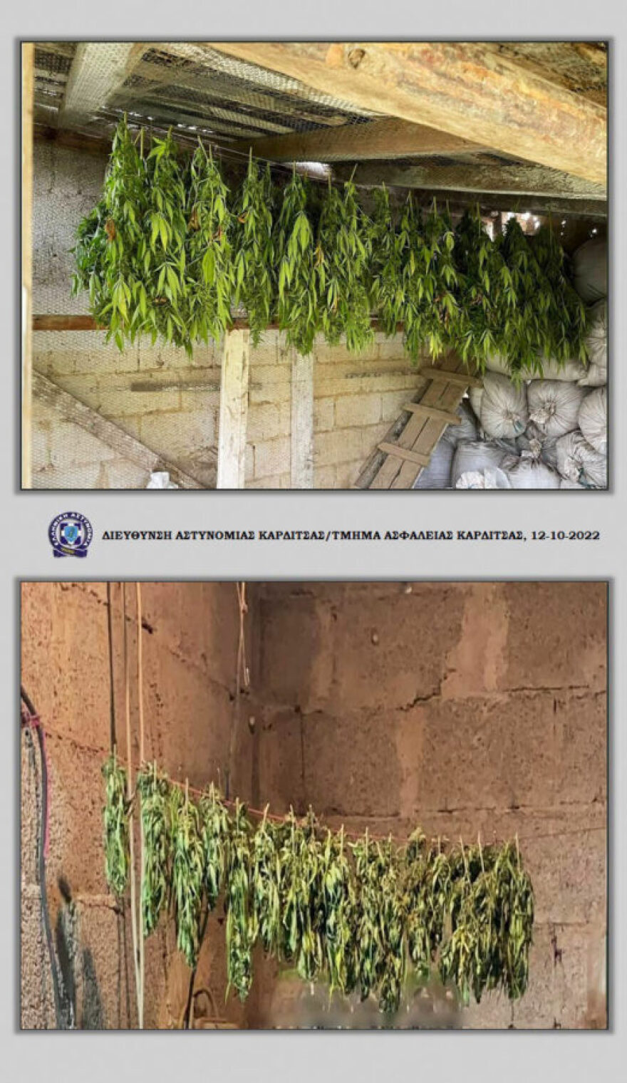 Καρδίτσα: Βρέθηκαν βαρέλια με 12 κιλά κάνναβης και χασισόδεντρα σε θερμοκήπιο