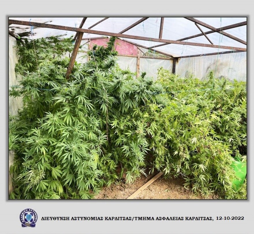 Καρδίτσα: Βρέθηκαν βαρέλια με 12 κιλά κάνναβης και χασισόδεντρα σε θερμοκήπιο