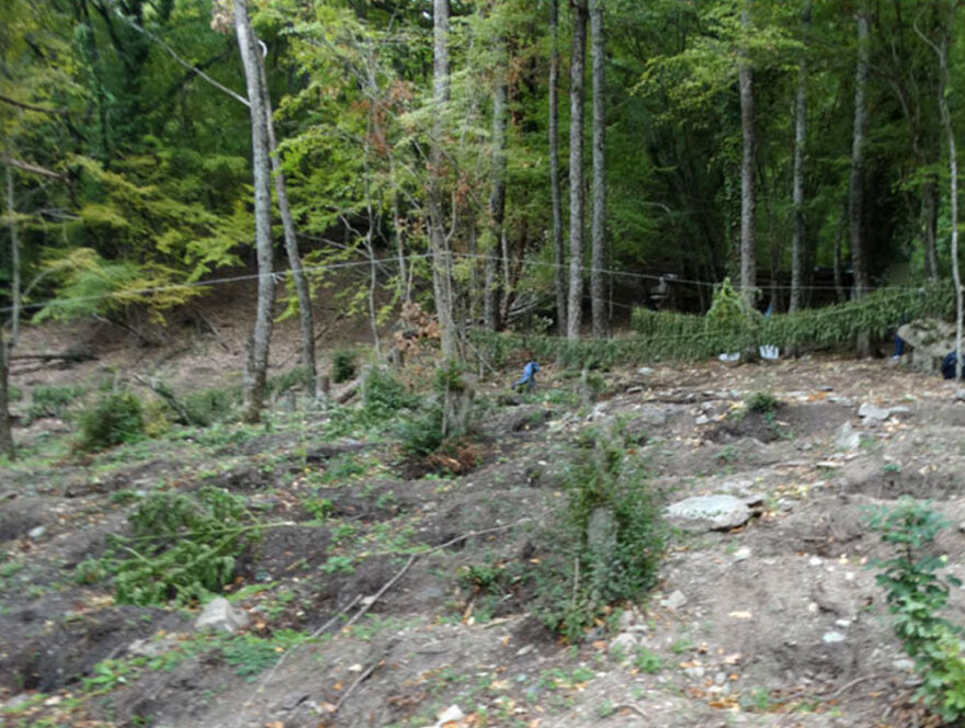 Τεράστια χασισοφυτεία με 635 δενδρύλλια κάνναβης εντοπίστηκε στη Λάρισα