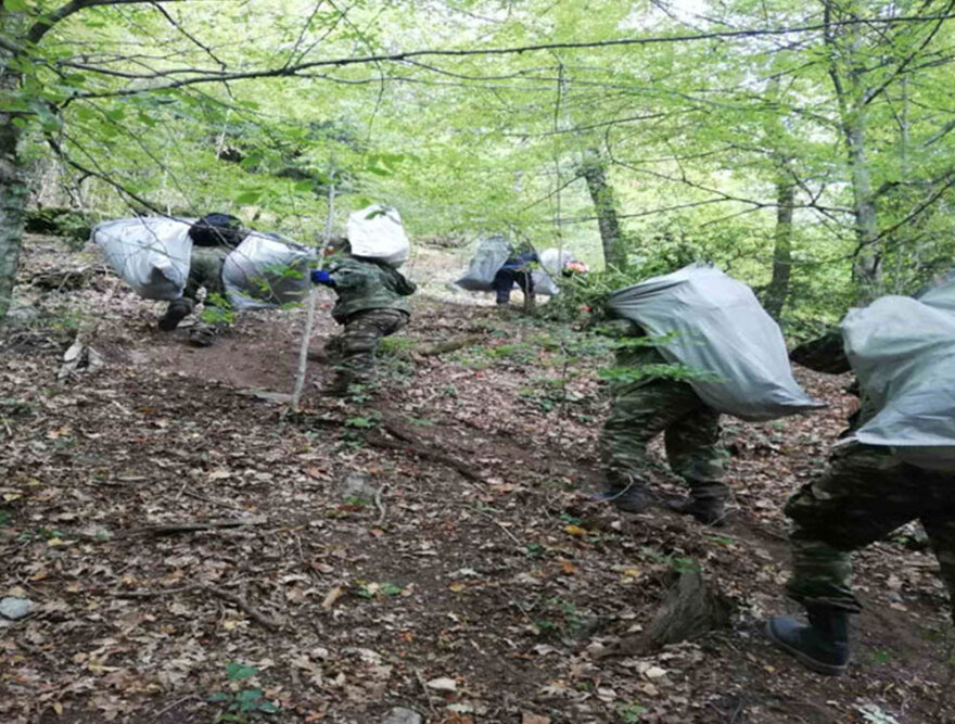Τεράστια χασισοφυτεία με 635 δενδρύλλια κάνναβης εντοπίστηκε στη Λάρισα