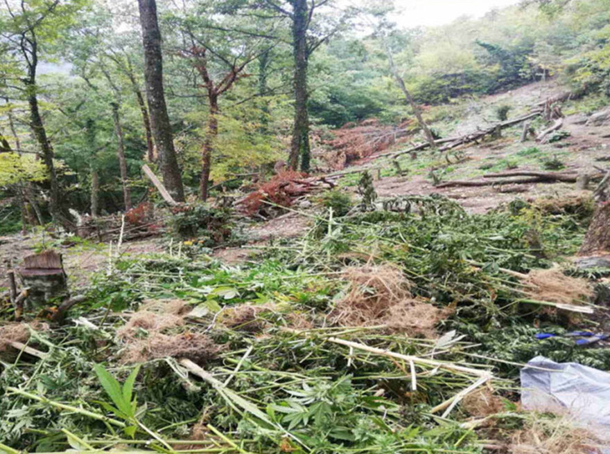 Τεράστια χασισοφυτεία με 635 δενδρύλλια κάνναβης εντοπίστηκε στη Λάρισα