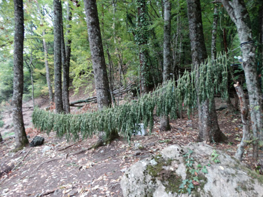 Τεράστια χασισοφυτεία με 635 δενδρύλλια κάνναβης εντοπίστηκε στη Λάρισα