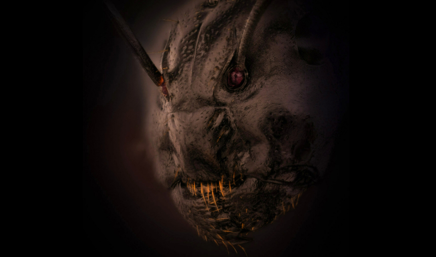 Η φωτογραφία από το κεφάλι ενός... μυρμηγκιού που μπορεί να αφήσει κάποιον άυπνο!