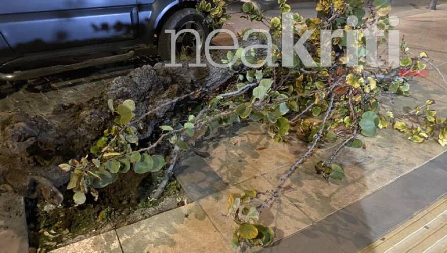 Ηράκλειο: Πτώση δέντρου σε πολυσύχναστο δρόμο - Παραλίγο νέα τραγωδία με διανομέα