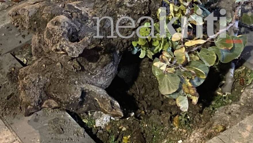 Ηράκλειο: Πτώση δέντρου σε πολυσύχναστο δρόμο - Παραλίγο νέα τραγωδία με διανομέα