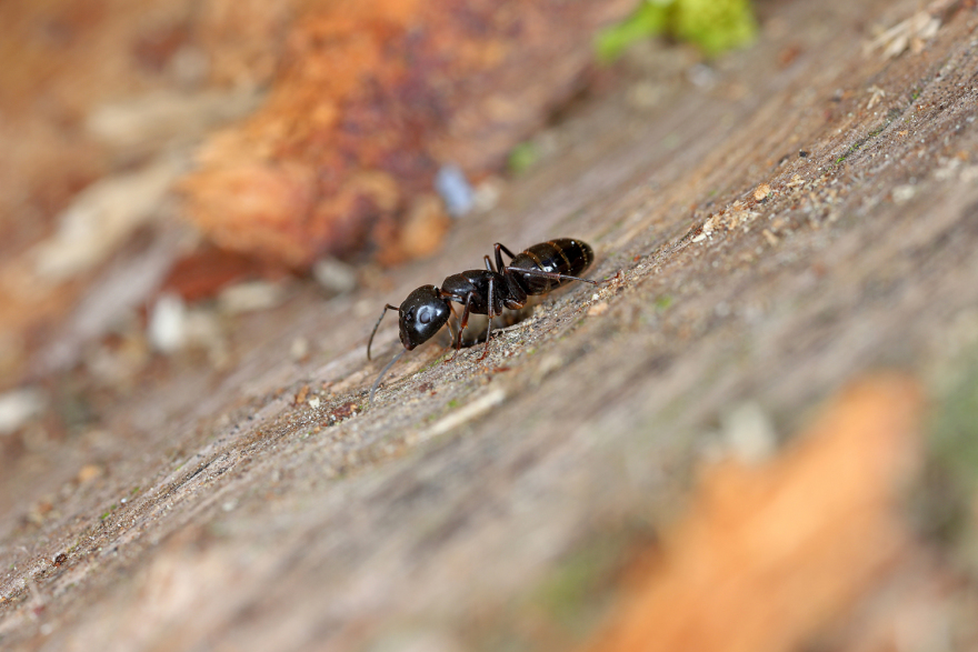 Η φωτογραφία από το κεφάλι ενός... μυρμηγκιού που μπορεί να αφήσει κάποιον άυπνο!