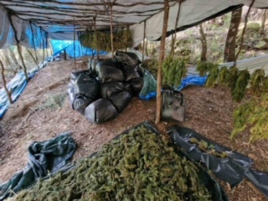 «Ξήλωσαν» καρτέλ ναρκωτικών, κατέσχεσαν έναν τόνο χασίς - Δείτε φωτογραφίες