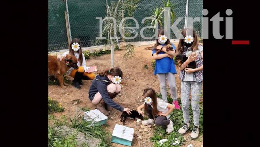 Κρήτη: Έξωση σε εκατοντάδες αδέσποτα στη Χερσόνησο - Κλείνει το μοναδικό καταφύγιο