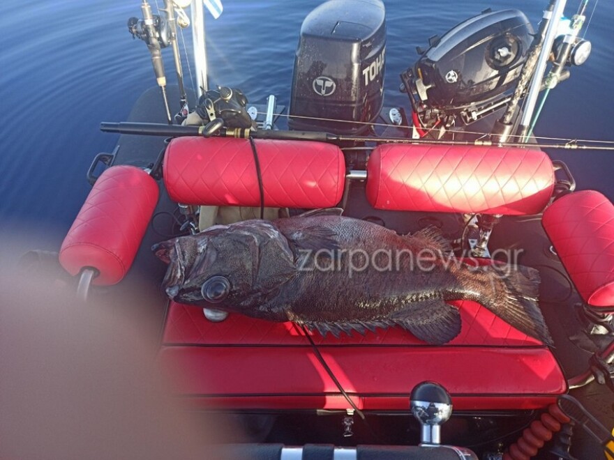 Κρητικοί ψαράδες «χτύπησαν» τεράστιο βλάχο - Δείτε φωτογραφίες