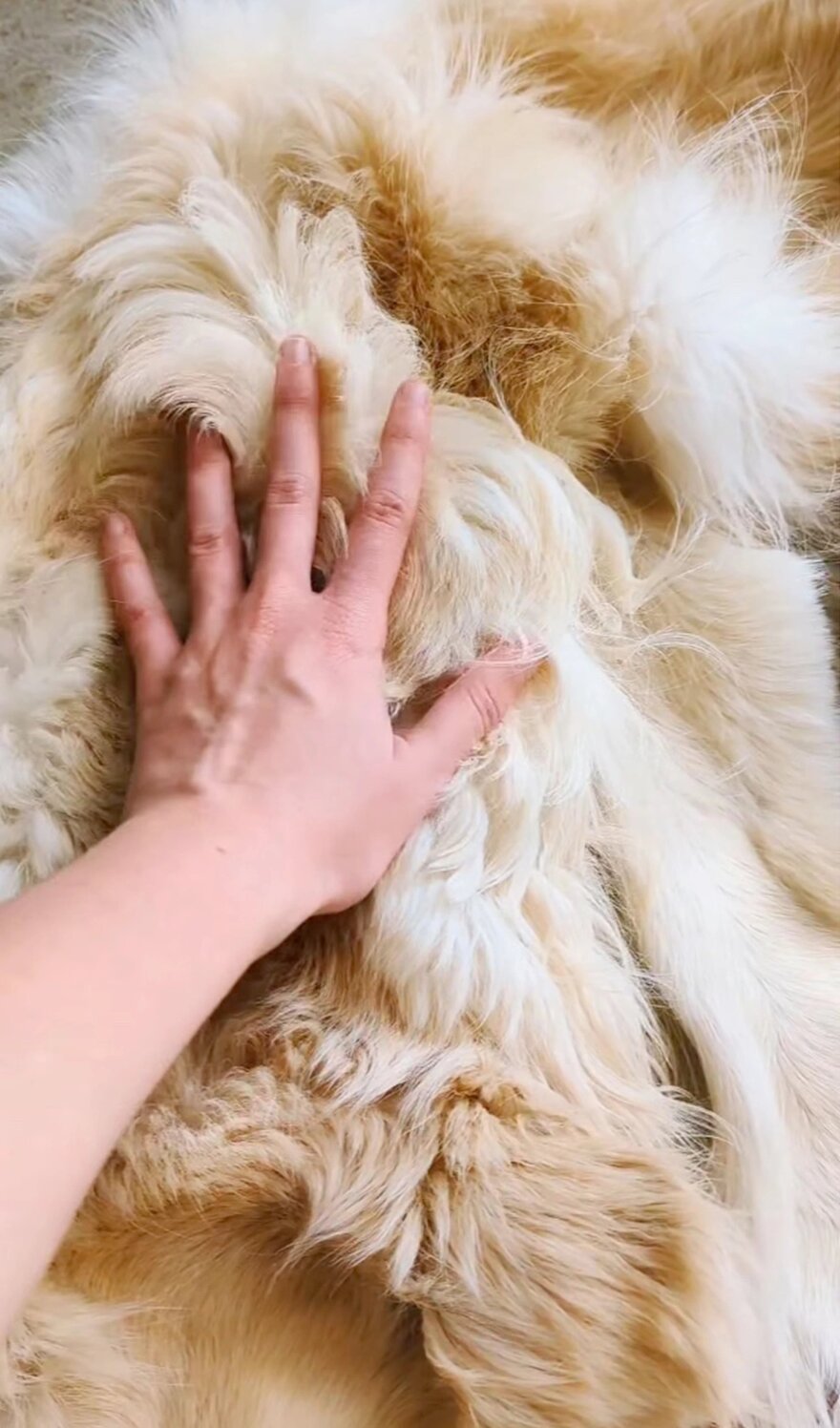 Αυστραλία: Οικογένεια μετέτρεψε το σκυλί της σε... χαλί όταν αυτό πέθανε - Δείτε εικόνες