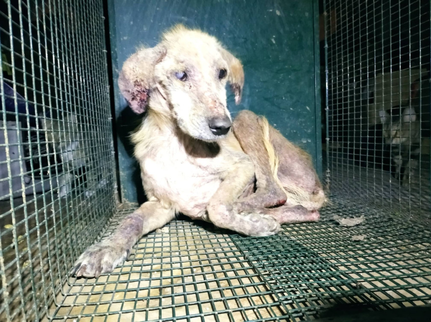 Mr Lucky, ένας σκύλος... εξαθλιωμένος που πρέπει να ζήσει! - Δείτε βίντεο και φωτογραφίες