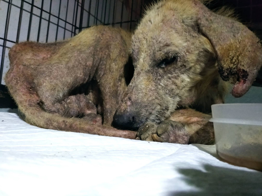 Mr Lucky, ένας σκύλος... εξαθλιωμένος που πρέπει να ζήσει! - Δείτε βίντεο και φωτογραφίες