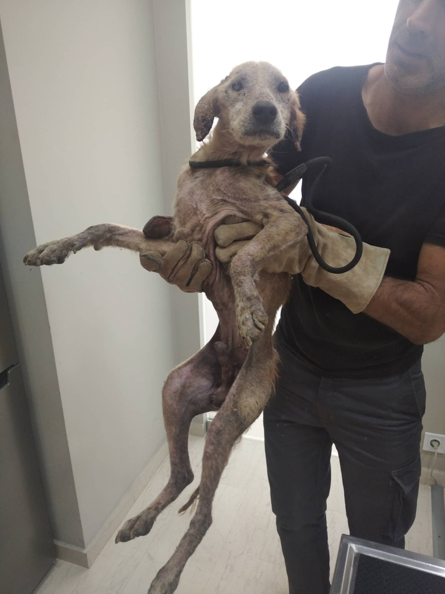 Mr Lucky, ένας σκύλος... εξαθλιωμένος που πρέπει να ζήσει! - Δείτε βίντεο και φωτογραφίες