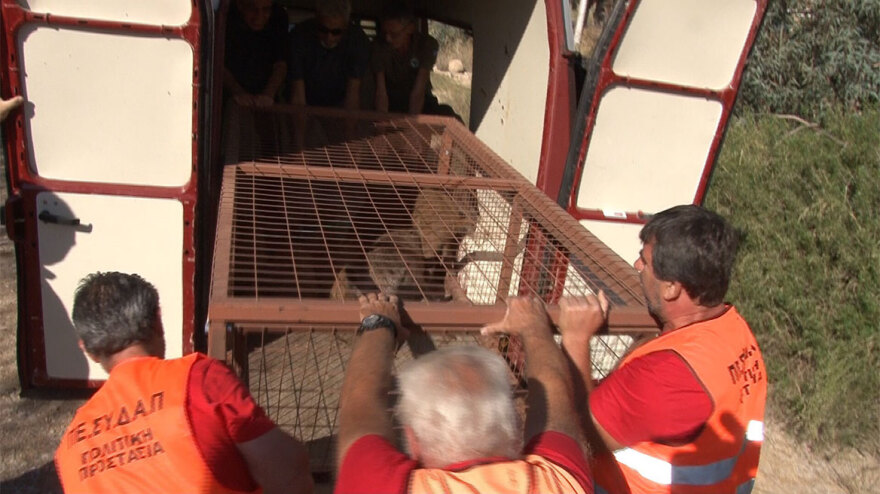 Αλλεπάλληλες επιχειρήσεις «σύλληψης» αγριόχοιρων στους δρόμους της Δυτικής Αττικής