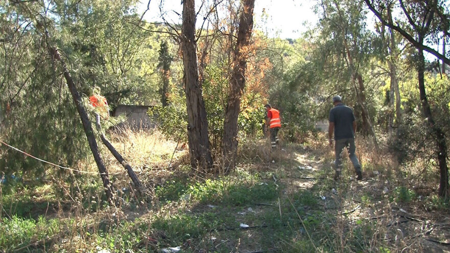 Αλλεπάλληλες επιχειρήσεις «σύλληψης» αγριόχοιρων στους δρόμους της Δυτικής Αττικής