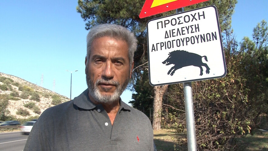 Αλλεπάλληλες επιχειρήσεις «σύλληψης» αγριόχοιρων στους δρόμους της Δυτικής Αττικής